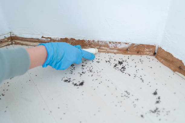 Best Commercial Pest Control  in Valle Vista, CA